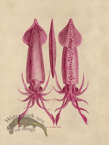 Octopus Pink 39